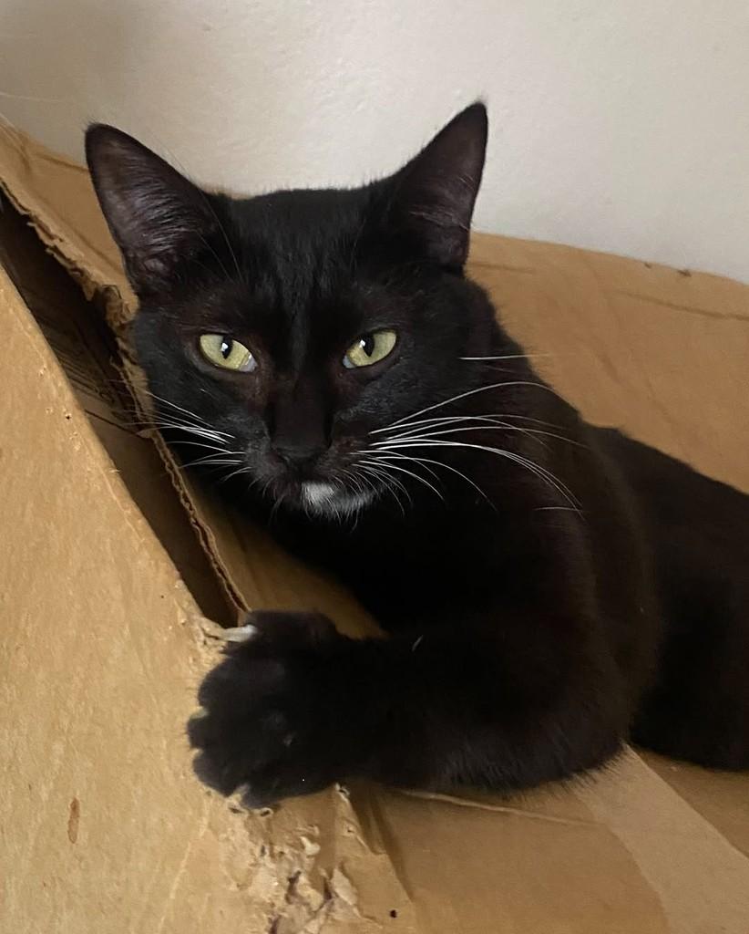Ritinha, gata de porte pequeno para adoção em Belo Horizonte - MG — foto 3 de 3