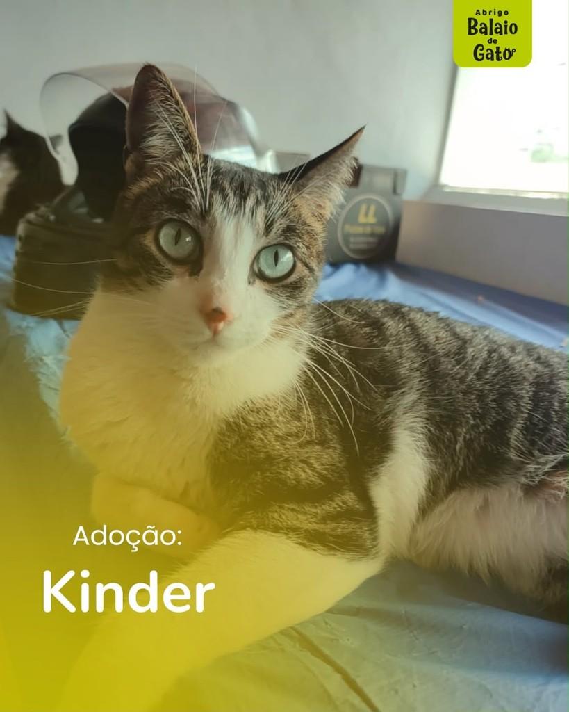 Kinder, gata de porte pequeno para adoção em Belo Horizonte - MG