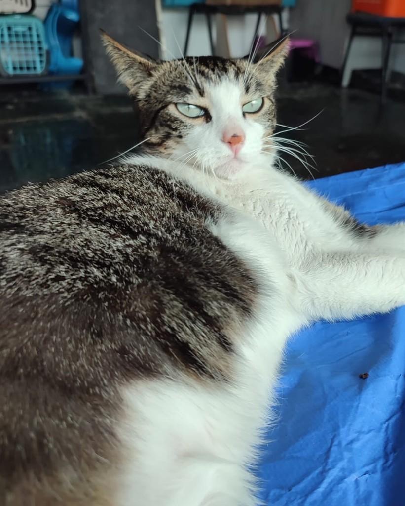 Kinder, gata de porte pequeno para adoção em Belo Horizonte - MG — foto 3 de 3
