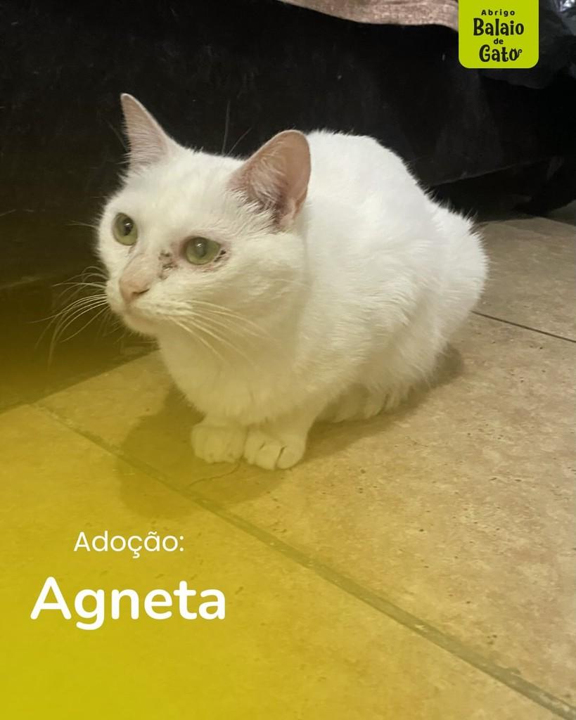 Agneta, gata de porte médio para adoção em Belo Horizonte - MG