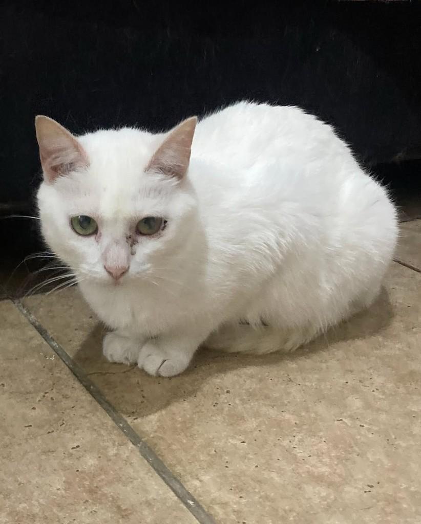 Agneta, gata de porte médio para adoção em Belo Horizonte - MG — foto 2 de 3