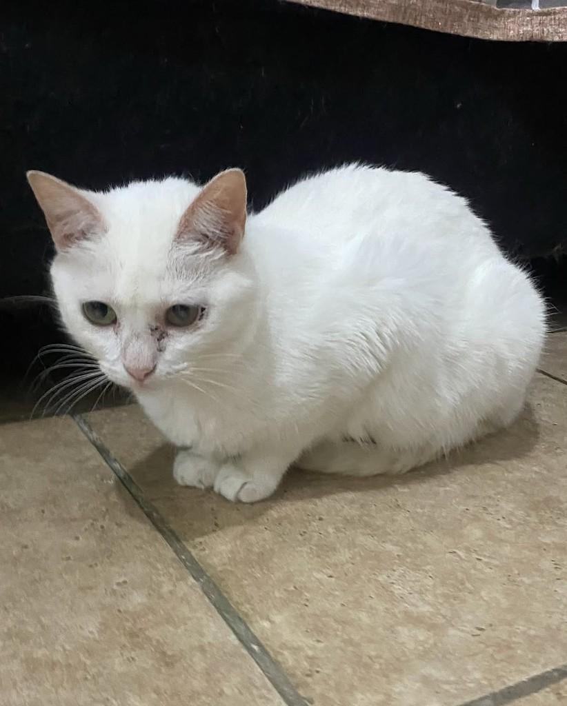 Agneta, gata de porte médio para adoção em Belo Horizonte - MG — foto 3 de 3