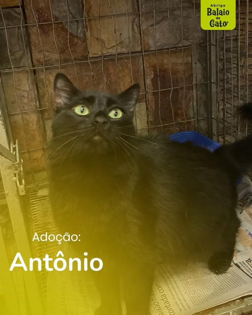 Antônio, gato de porte médio para adoção em Belo Horizonte - MG