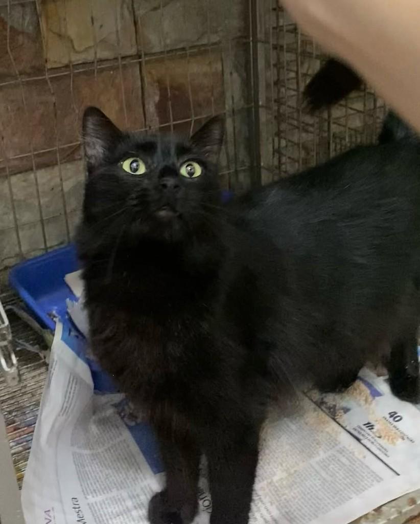 Antônio, gato de porte médio para adoção em Belo Horizonte - MG — foto 2 de 3