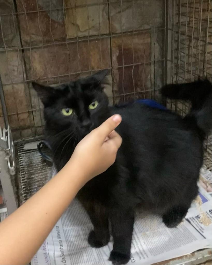 Antônio, gato de porte médio para adoção em Belo Horizonte - MG — foto 3 de 3