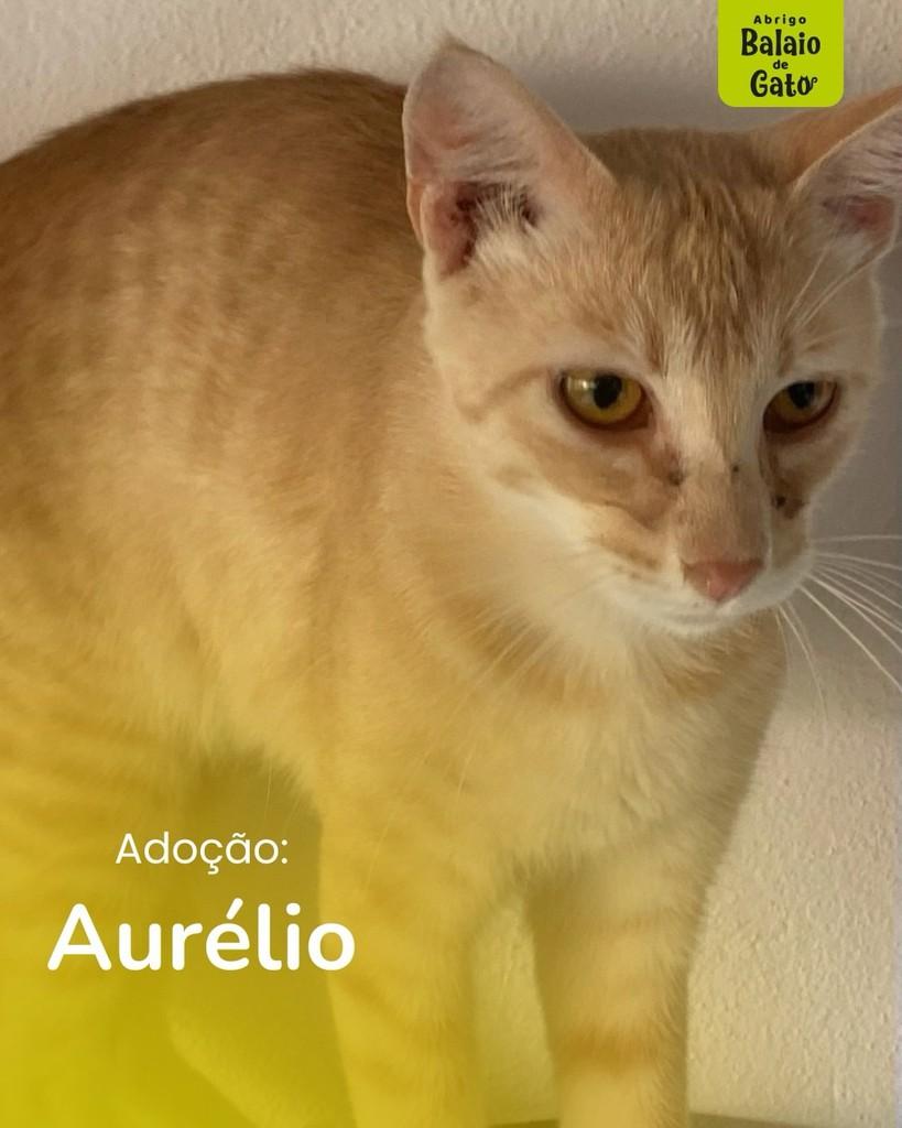Aurélio, gato de porte pequeno para adoção em Belo Horizonte - MG