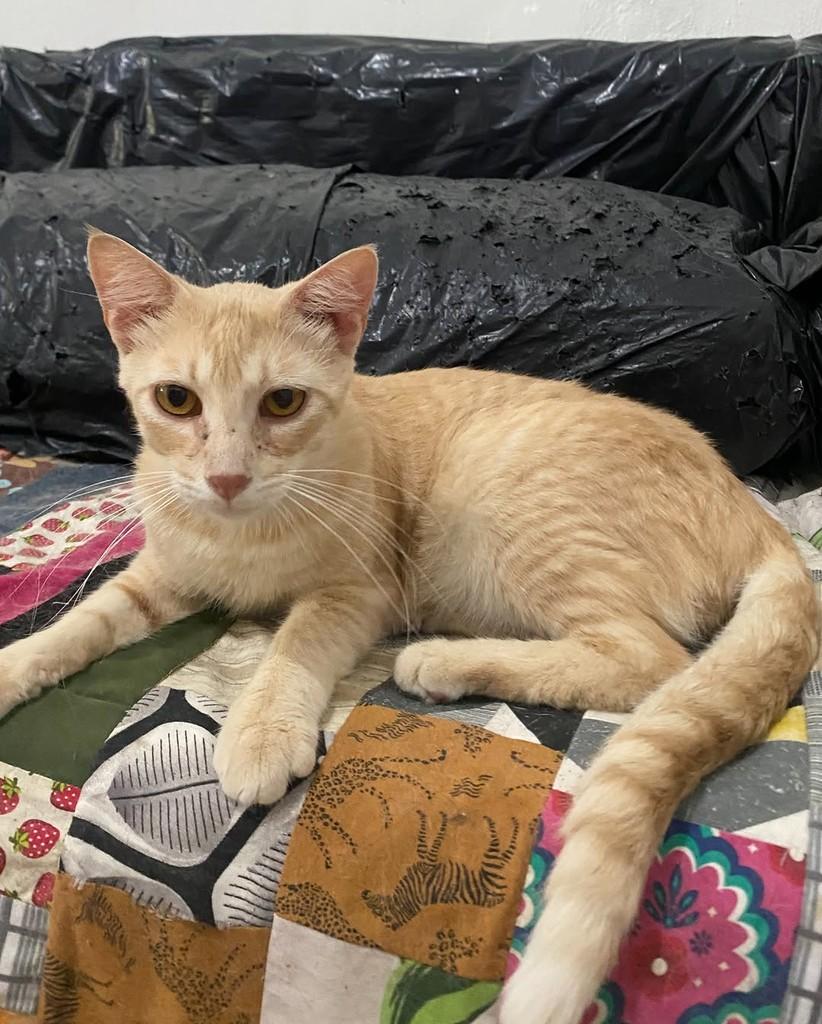 Aurélio, gato de porte pequeno para adoção em Belo Horizonte - MG — foto 2 de 3