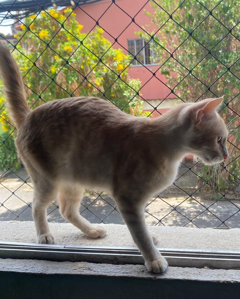 Aurélio, gato de porte pequeno para adoção em Belo Horizonte - MG — foto 3 de 3