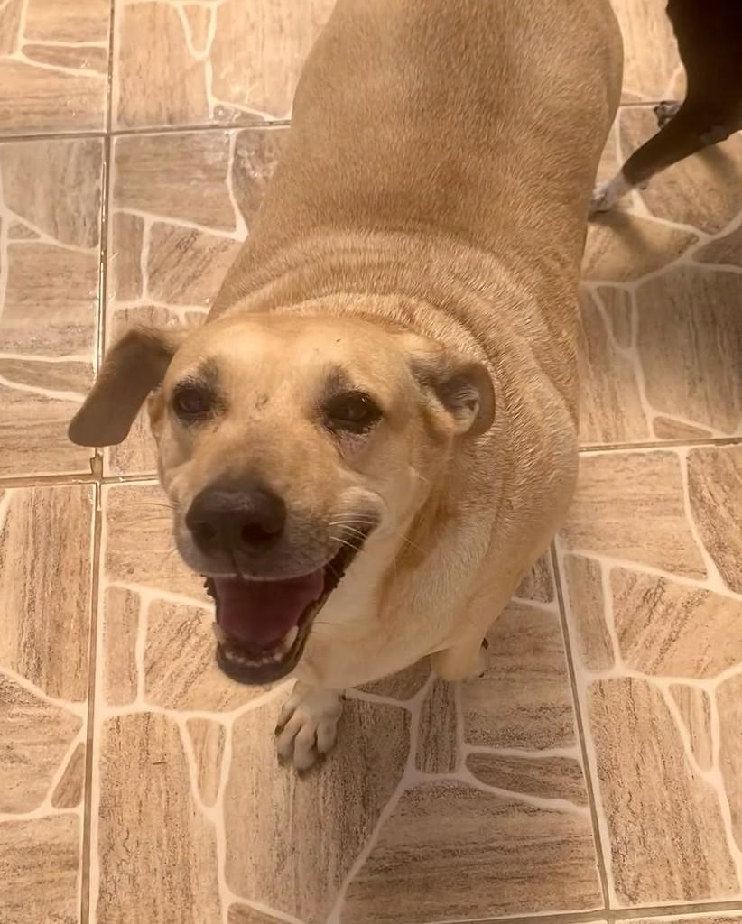 Marshmellow, cadela de porte médio para adoção em Belo Horizonte - MG — foto 2 de 2