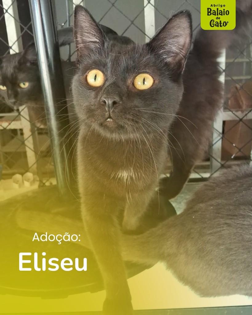 Eliseu, gato de porte médio para adoção em Belo Horizonte - MG