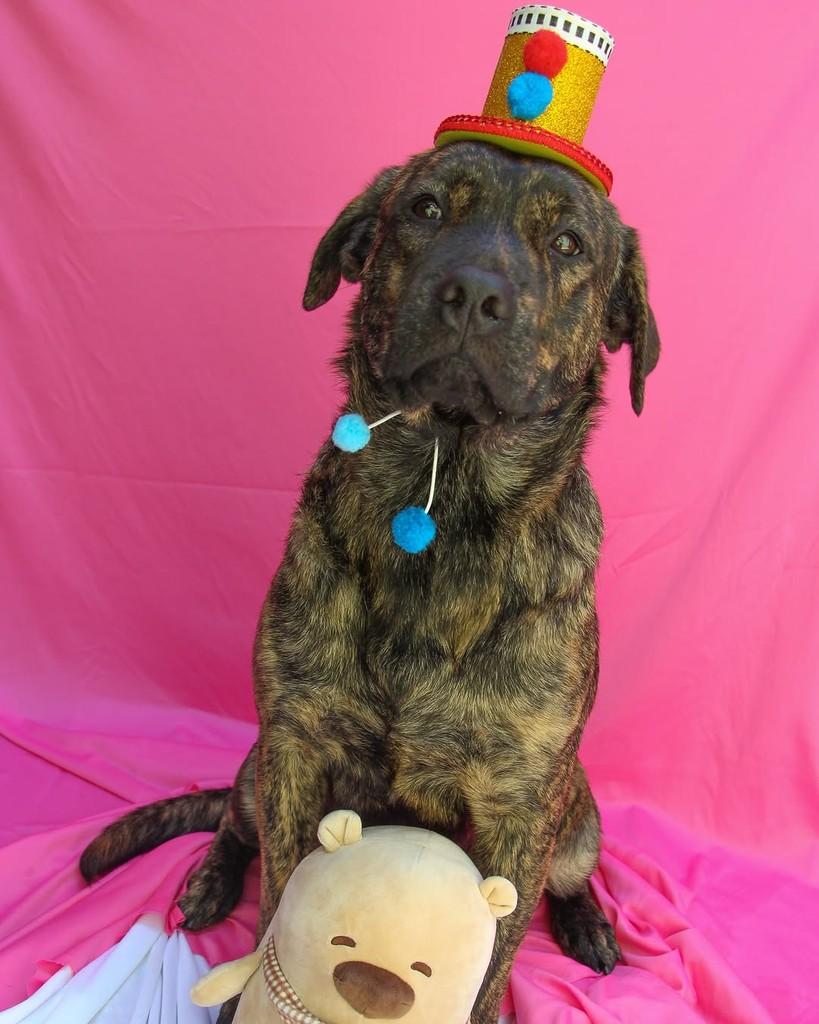 Gaia, cachorro de porte médio para adoção em Belo Horizonte - MG