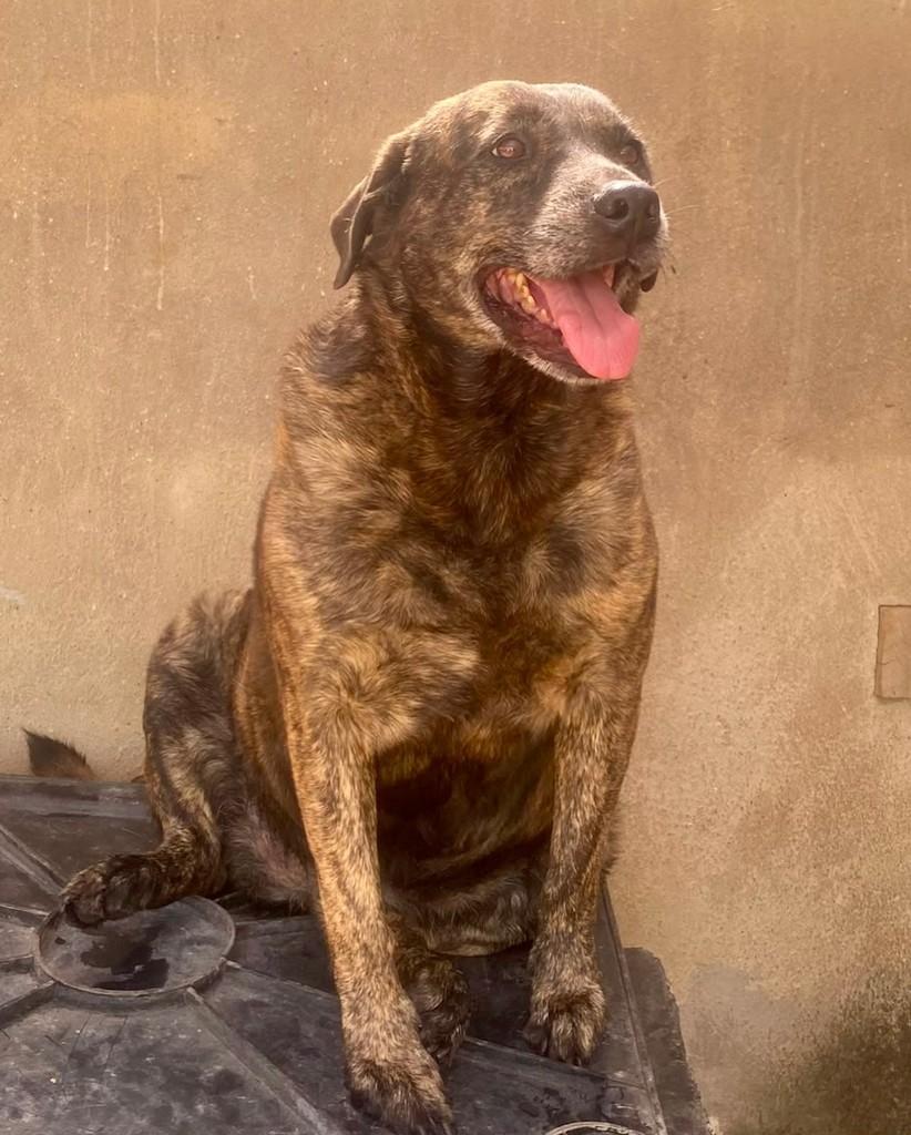 Gaia, cachorro de porte médio para adoção em Belo Horizonte - MG — foto 2 de 3