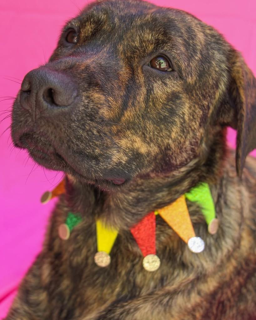 Gaia, cachorro de porte médio para adoção em Belo Horizonte - MG — foto 3 de 3