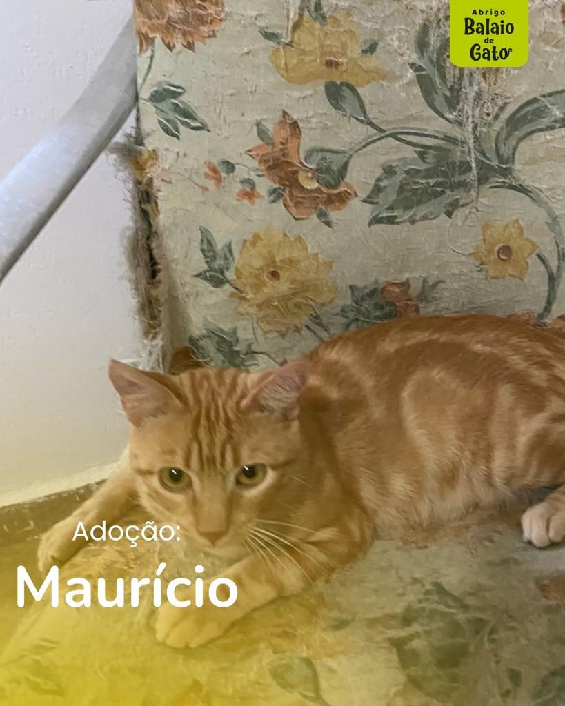 Maurício, gato de porte pequeno para adoção em Belo Horizonte - MG