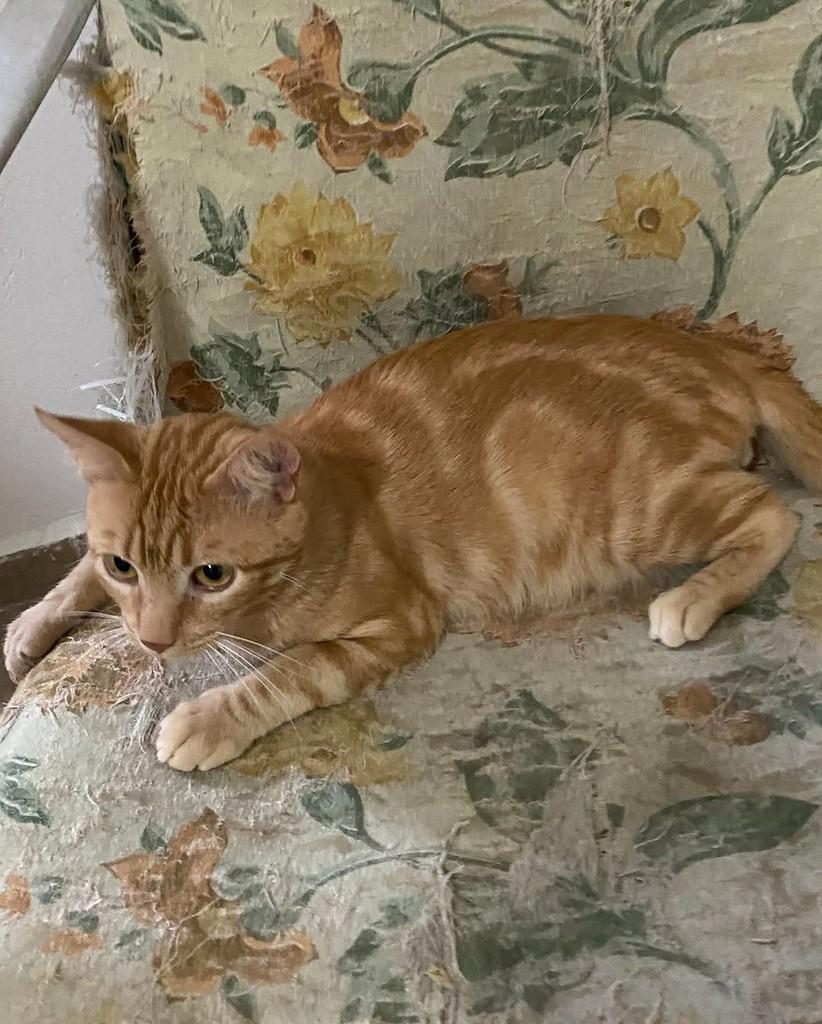 Maurício, gato de porte pequeno para adoção em Belo Horizonte - MG — foto 2 de 2