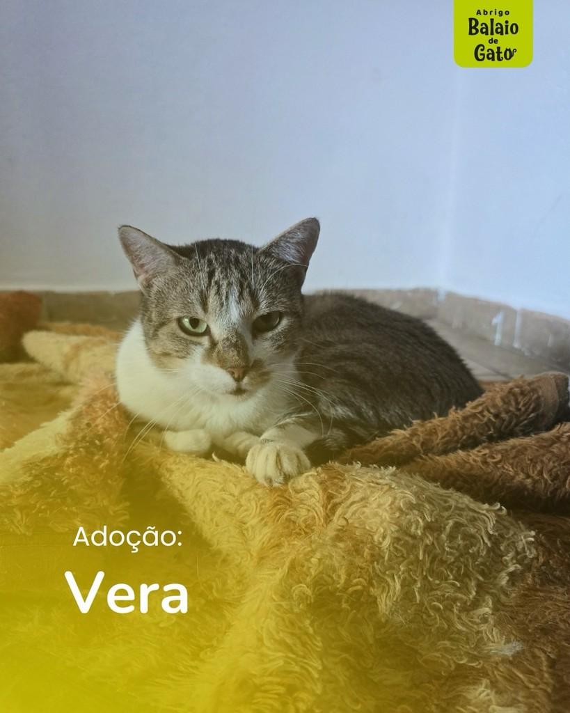 Vera, gata de porte médio para adoção em Belo Horizonte - MG