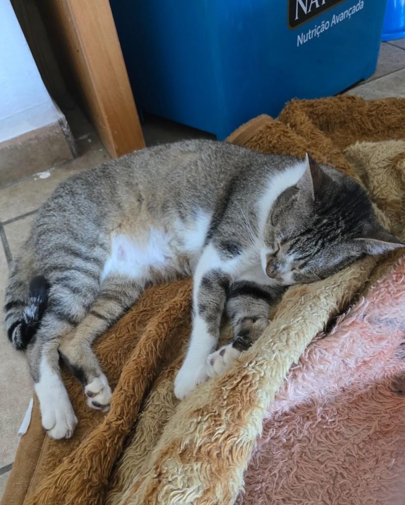 Vera, gata de porte médio para adoção em Belo Horizonte - MG — foto 2 de 3