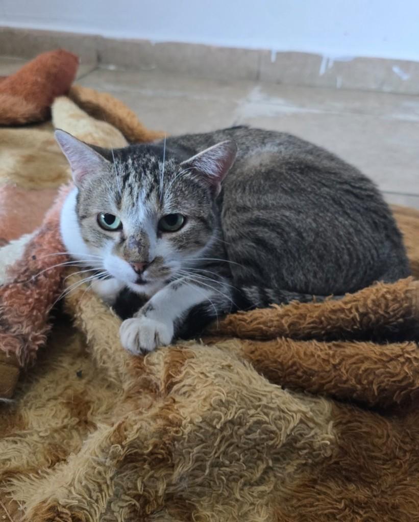 Vera, gata de porte médio para adoção em Belo Horizonte - MG — foto 3 de 3