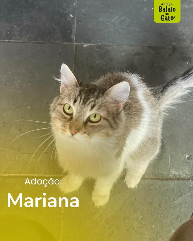 Mariana, gata de porte médio para adoção em Belo Horizonte - MG