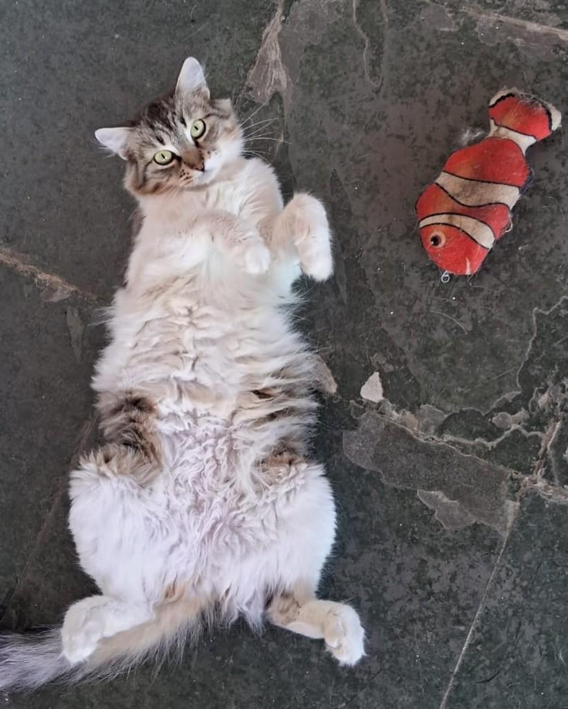 Mariana, gata de porte médio para adoção em Belo Horizonte - MG — foto 2 de 3
