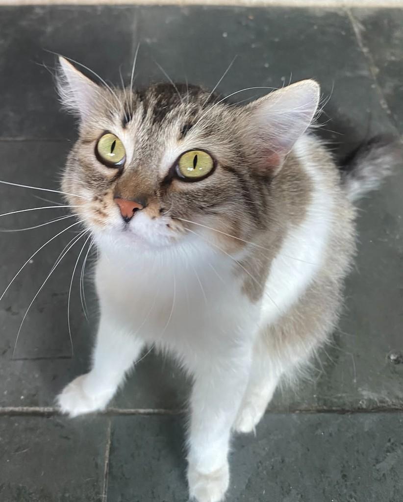 Mariana, gata de porte médio para adoção em Belo Horizonte - MG — foto 3 de 3