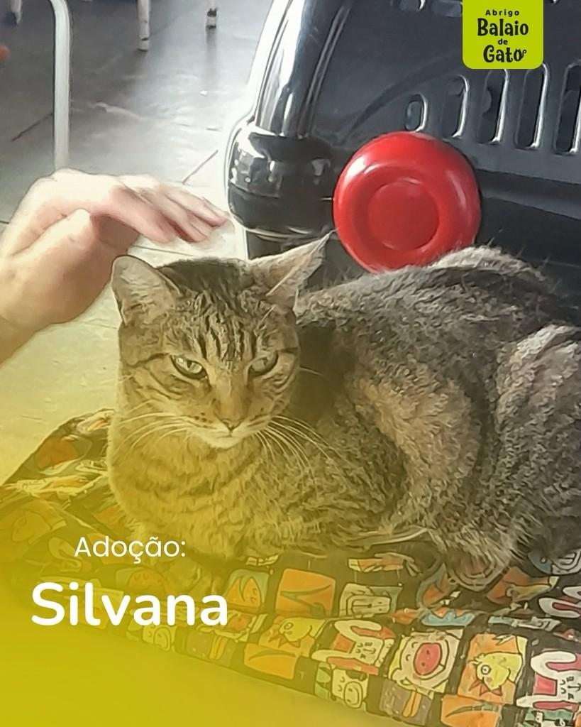 Silvana, gata de porte médio para adoção em Belo Horizonte - MG