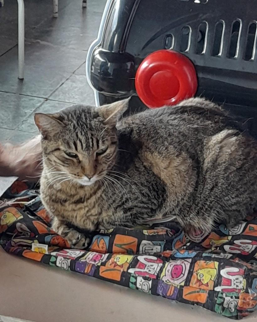 Silvana, gata de porte médio para adoção em Belo Horizonte - MG — foto 2 de 2