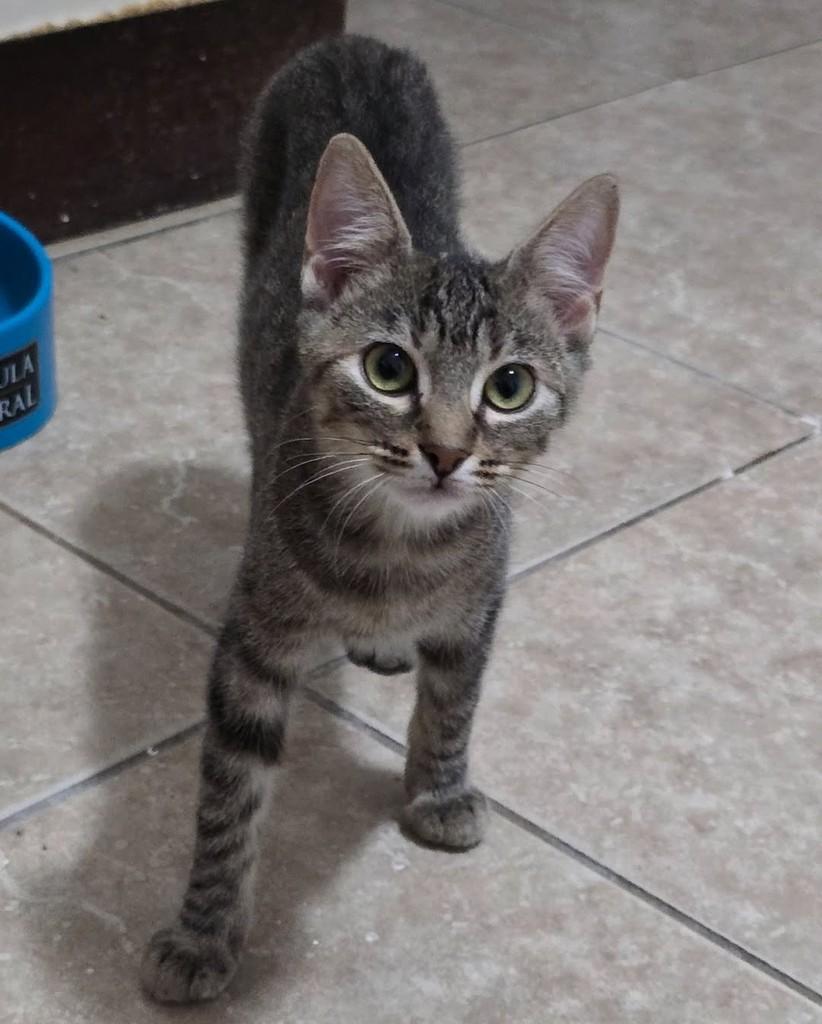 Thaís, gata de porte pequeno para adoção em Belo Horizonte - MG