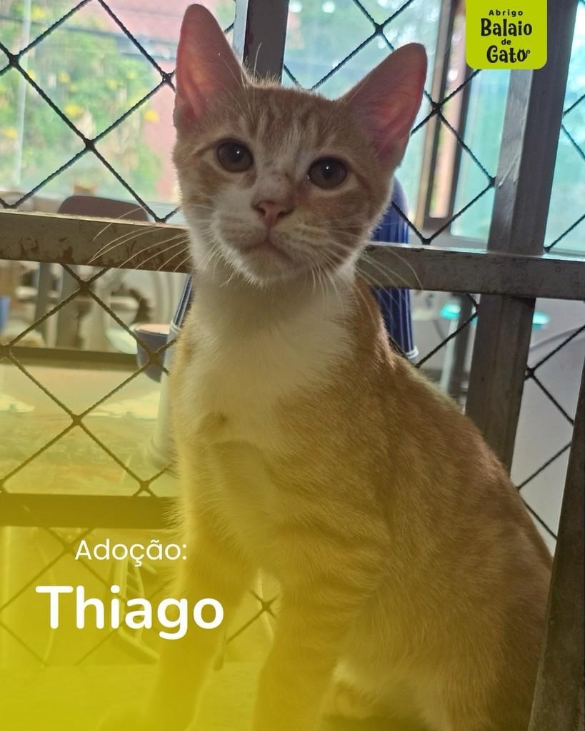 Thiago, gato de porte pequeno para adoção em Belo Horizonte - MG
