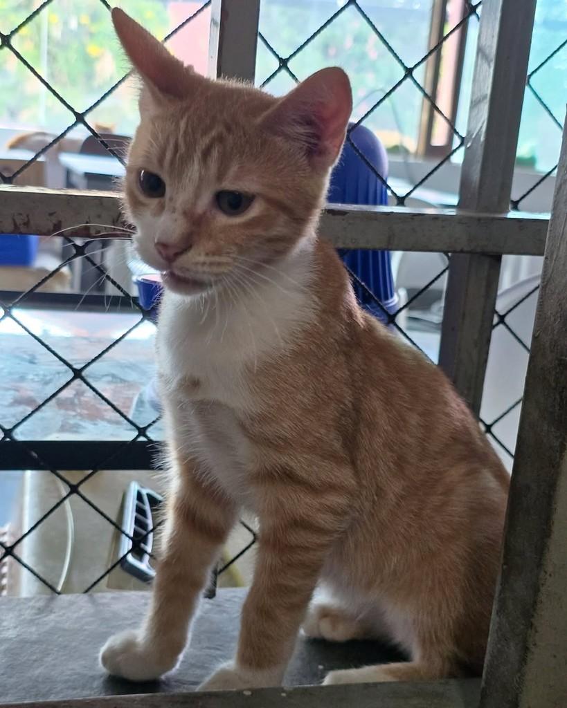 Thiago, gato de porte pequeno para adoção em Belo Horizonte - MG — foto 2 de 3