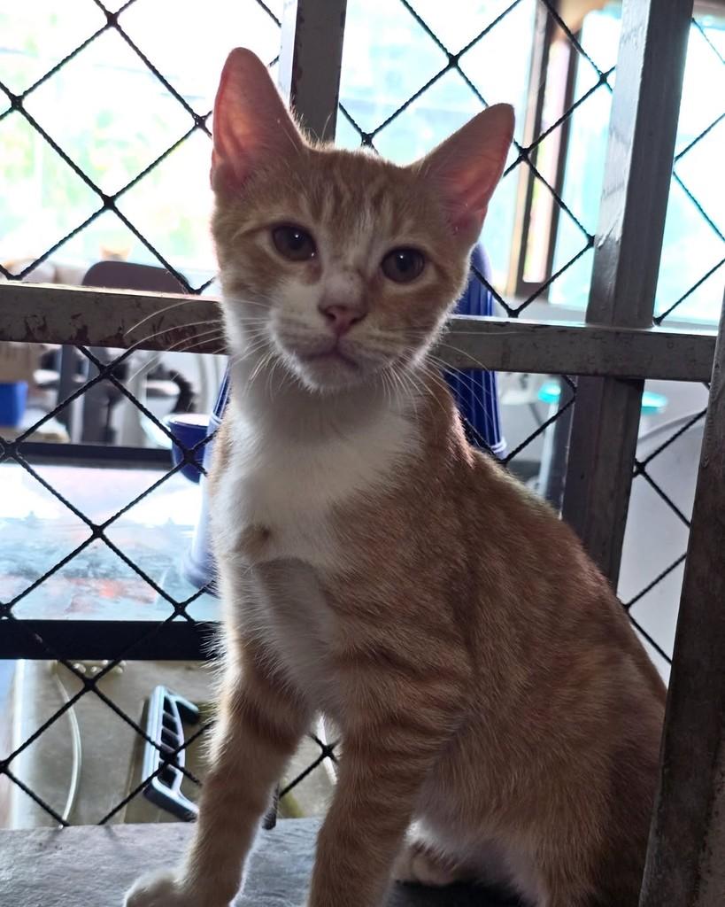 Thiago, gato de porte pequeno para adoção em Belo Horizonte - MG — foto 3 de 3