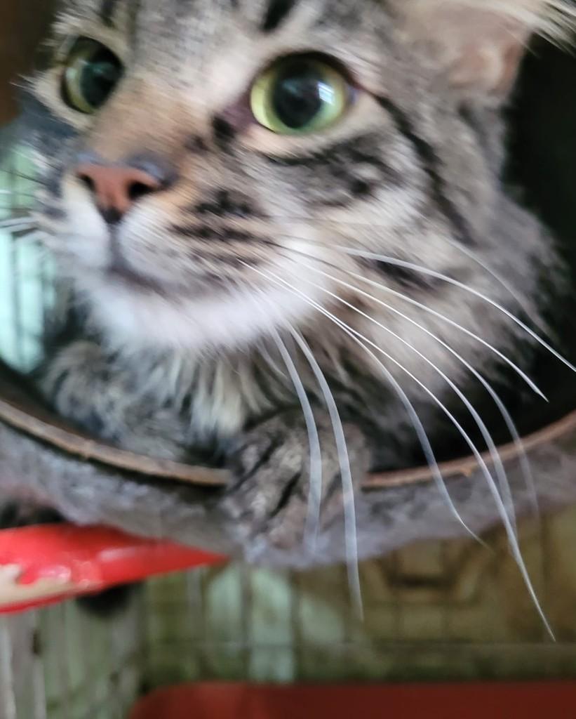 Patrick, gato para adoção em Belo Horizonte - MG