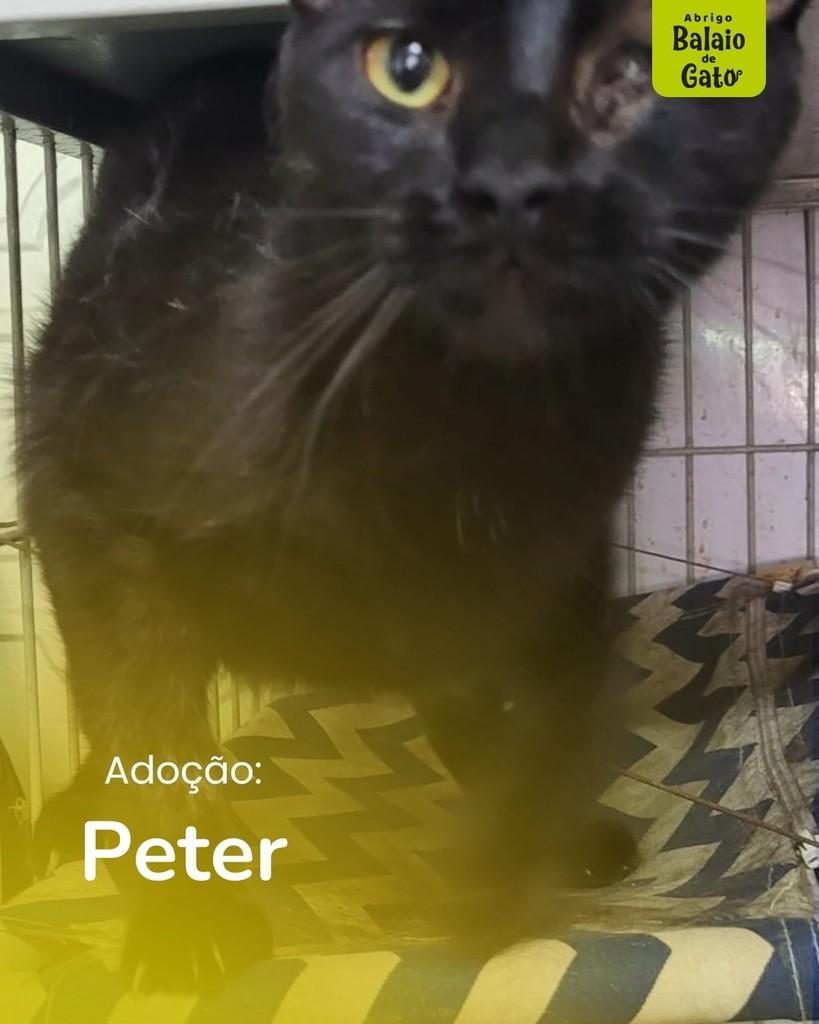 Peter, gato de porte pequeno para adoção em Belo Horizonte - MG