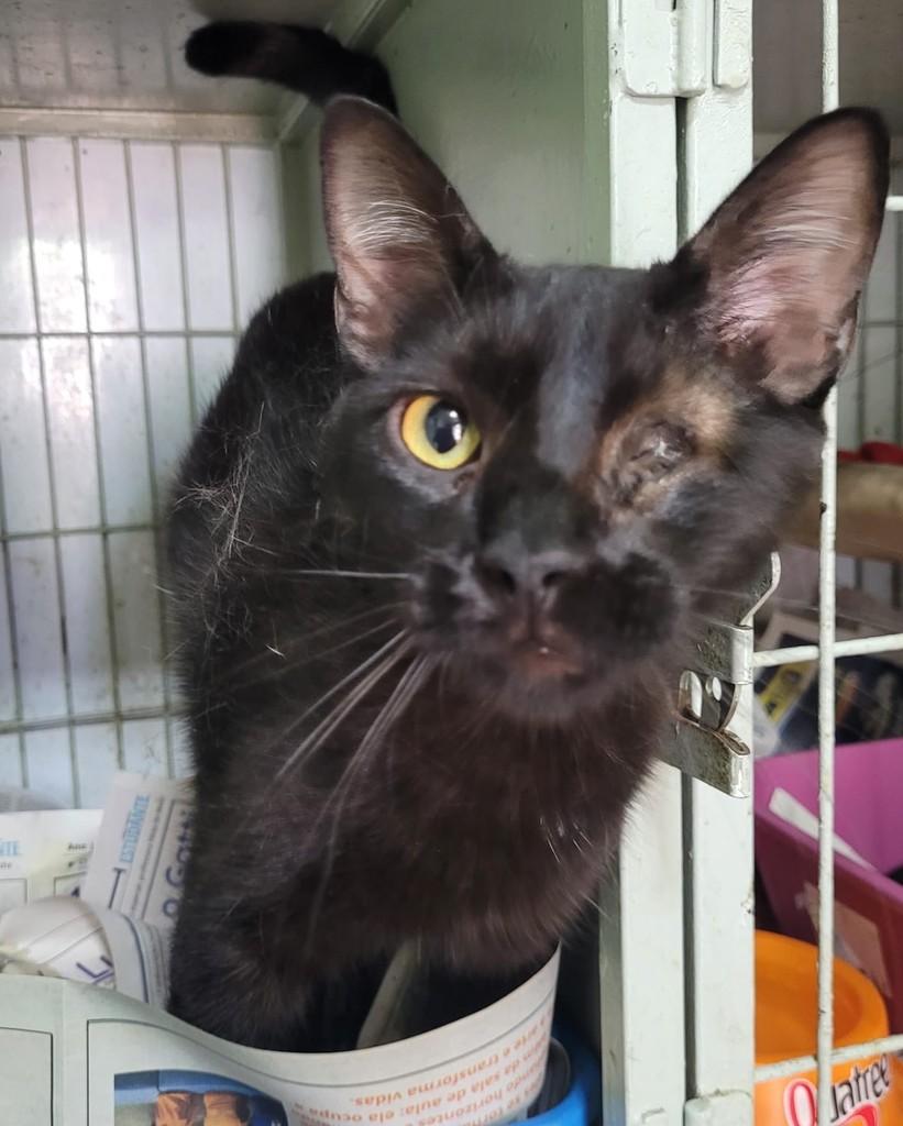 Peter, gato de porte pequeno para adoção em Belo Horizonte - MG — foto 2 de 3