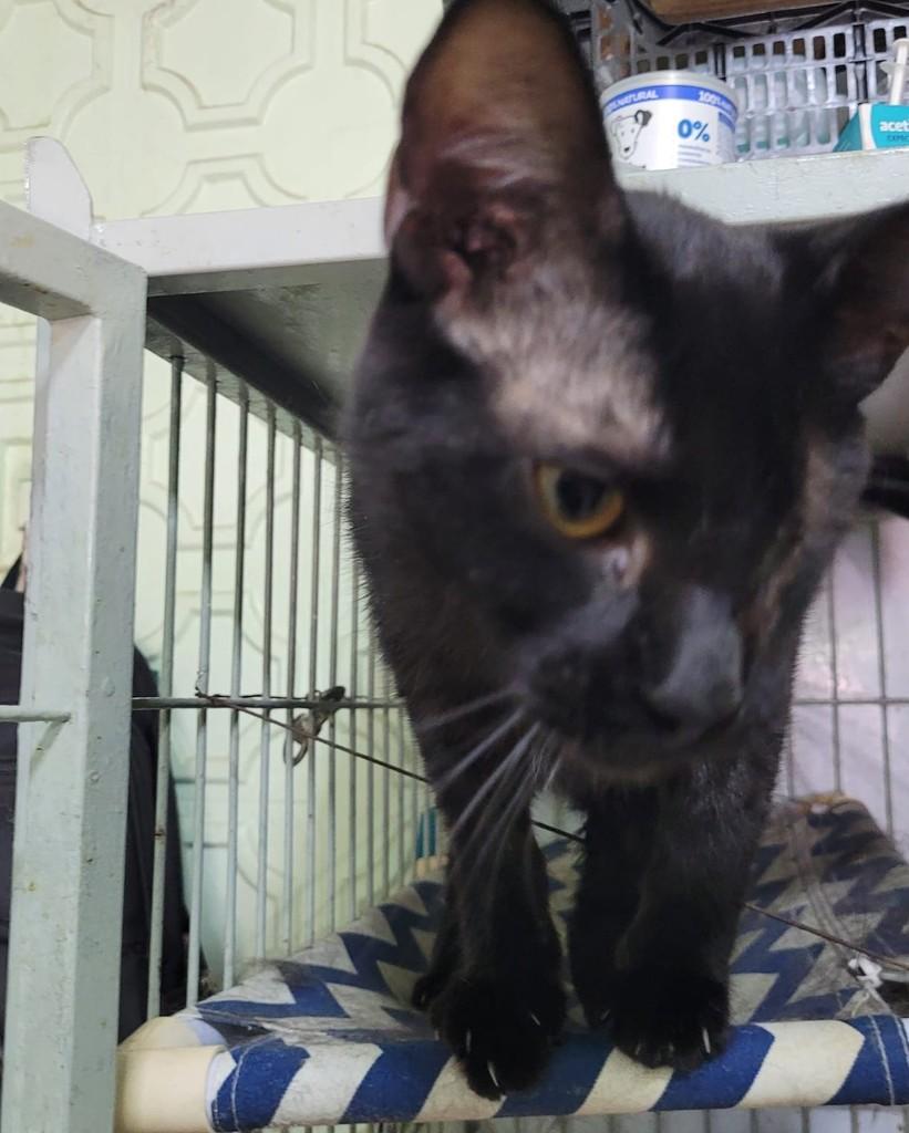 Peter, gato de porte pequeno para adoção em Belo Horizonte - MG — foto 3 de 3