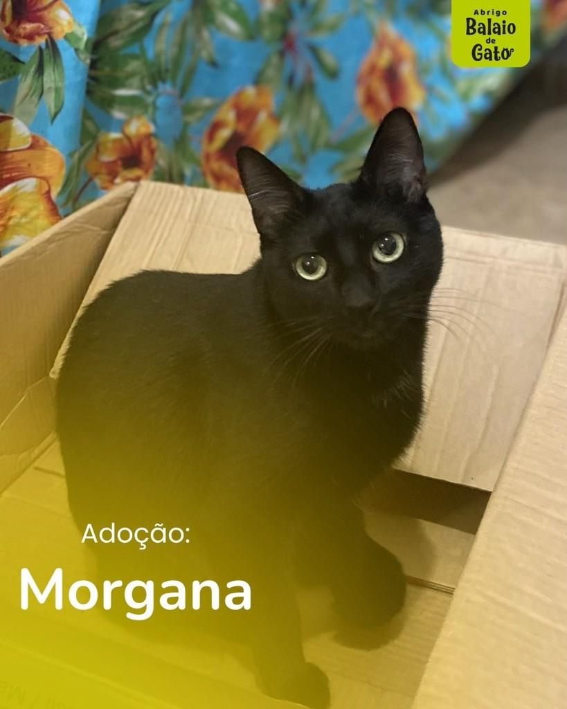 Morgana, gata para adoção em Belo Horizonte - MG