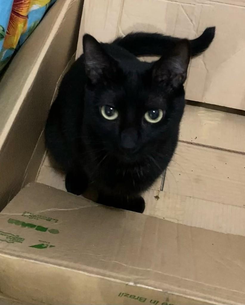 Morgana, gata para adoção em Belo Horizonte - MG — foto 2 de 3