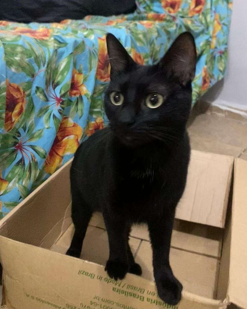 Morgana, gata para adoção em Belo Horizonte - MG — foto 3 de 3