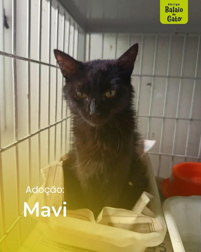 Mavi, gata de porte pequeno para adoção em Belo Horizonte - MG
