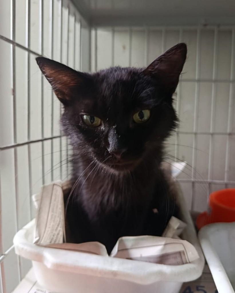Mavi, gata de porte pequeno para adoção em Belo Horizonte - MG — foto 2 de 4