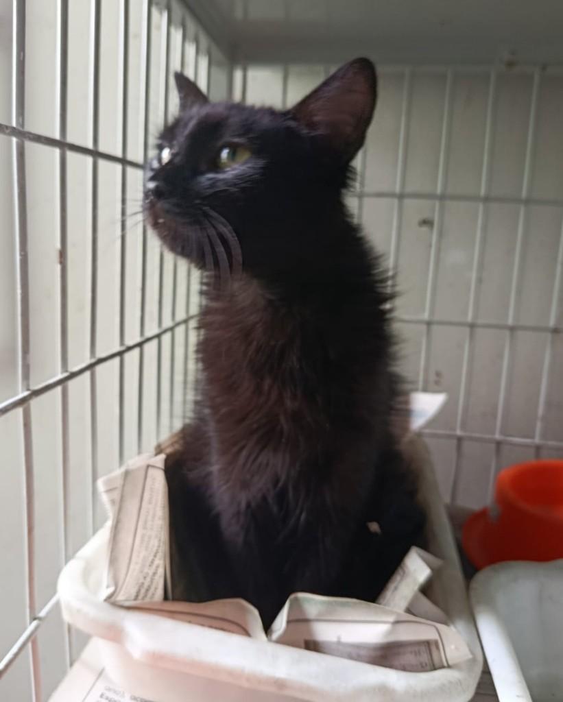 Mavi, gata de porte pequeno para adoção em Belo Horizonte - MG — foto 3 de 4