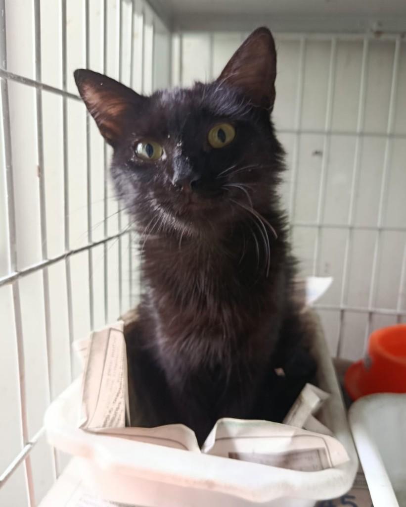 Mavi, gata de porte pequeno para adoção em Belo Horizonte - MG — foto 4 de 4