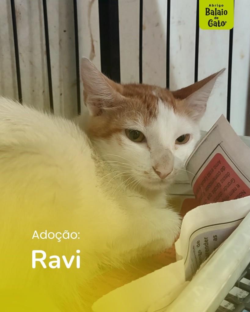 Ravi, gato para adoção em Belo Horizonte - MG