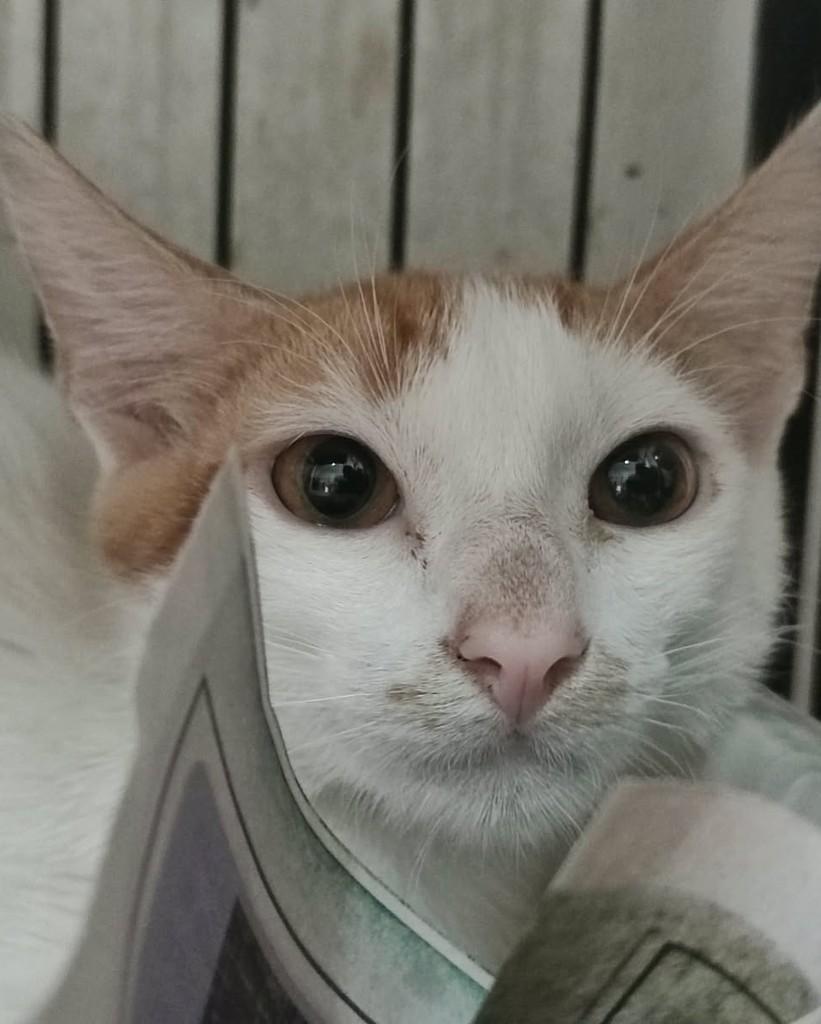 Ravi, gato para adoção em Belo Horizonte - MG — foto 2 de 4