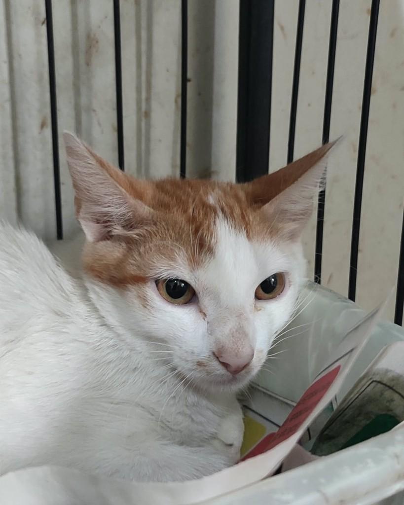 Ravi, gato para adoção em Belo Horizonte - MG — foto 3 de 4