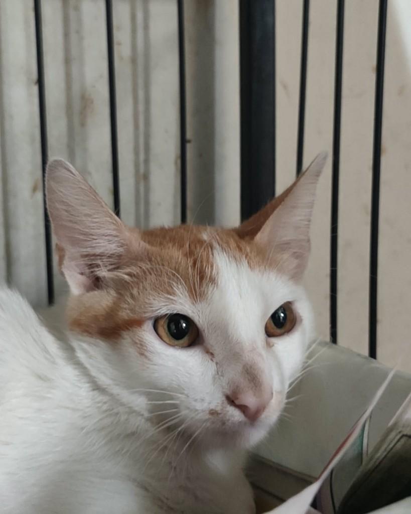 Ravi, gato para adoção em Belo Horizonte - MG — foto 4 de 4