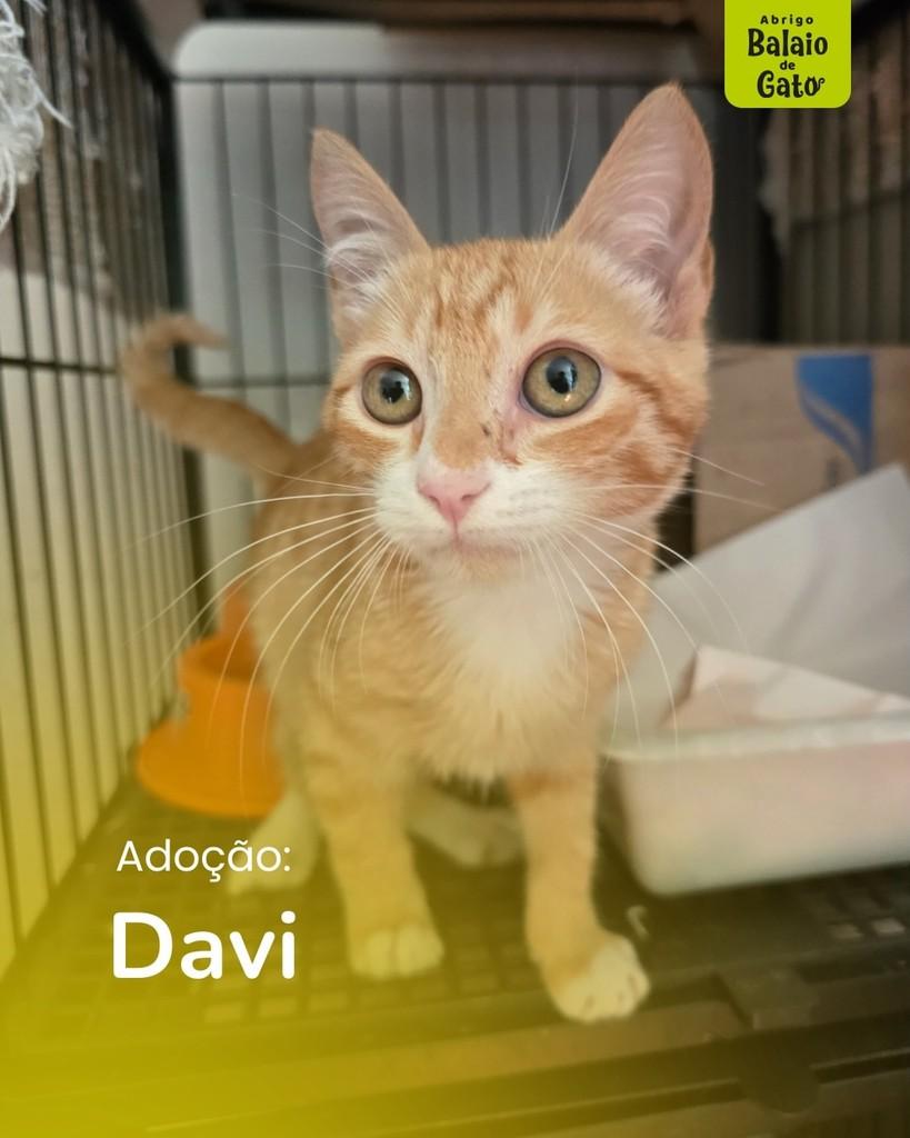 Davi, gato para adoção em Belo Horizonte - MG