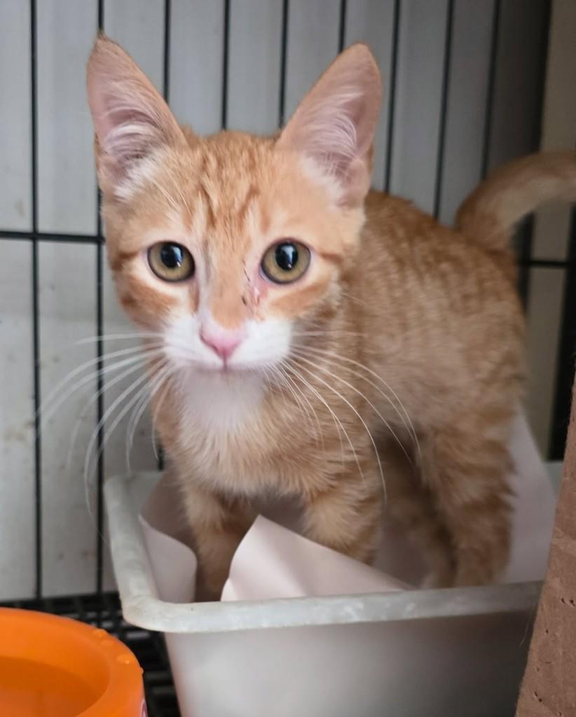 Davi, gato para adoção em Belo Horizonte - MG — foto 2 de 3
