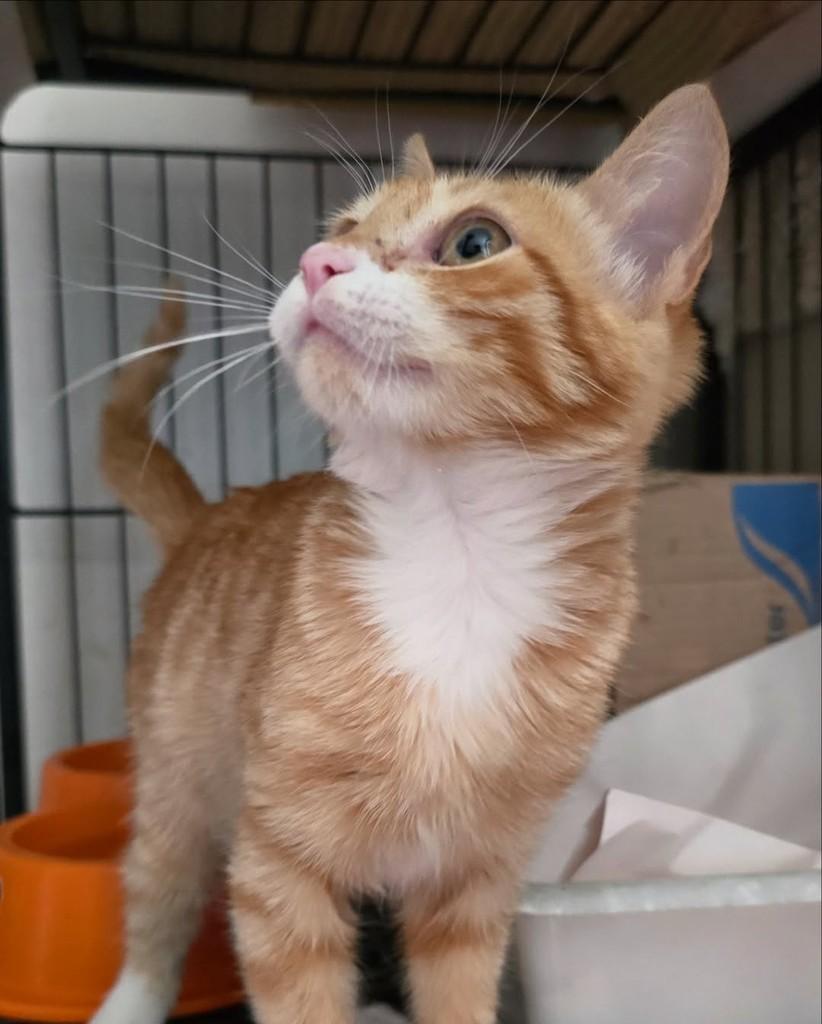 Davi, gato para adoção em Belo Horizonte - MG — foto 3 de 3