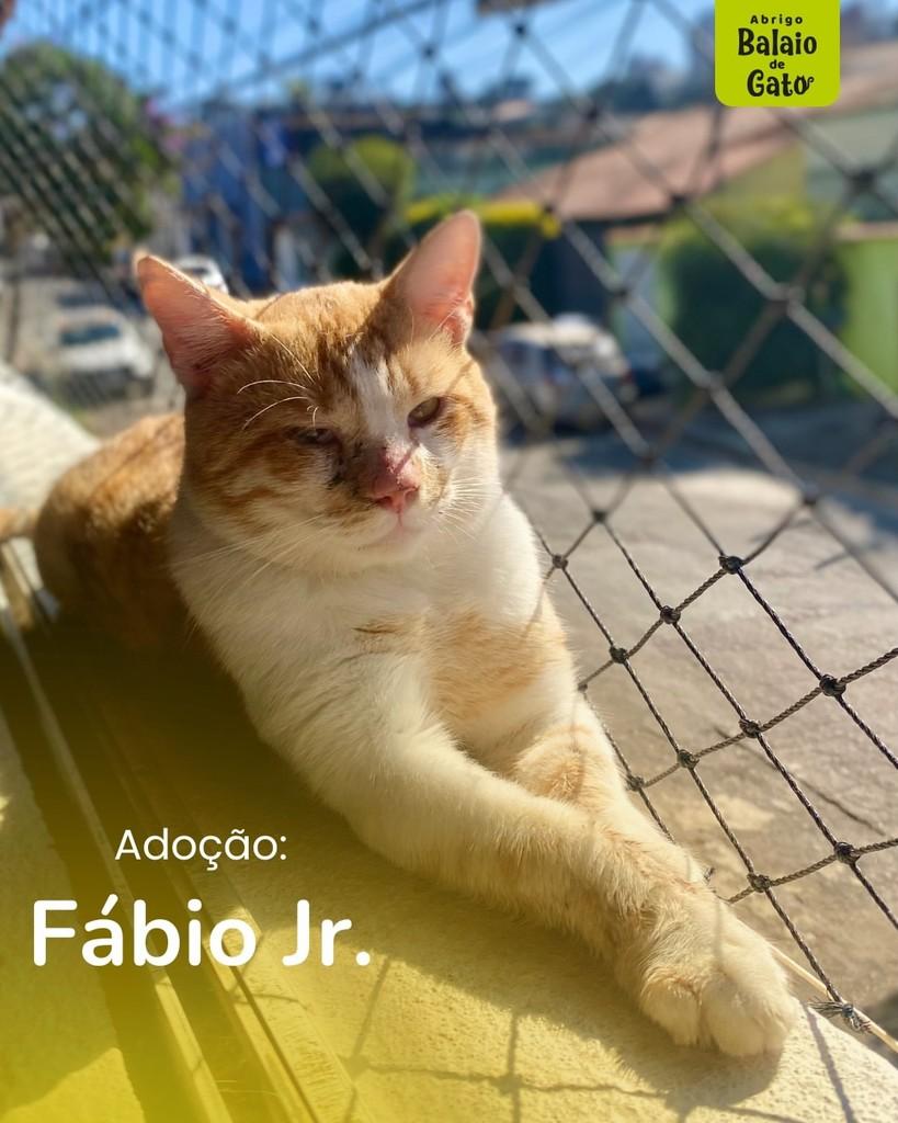 Fábio Júnior, gato para adoção em Belo Horizonte - MG